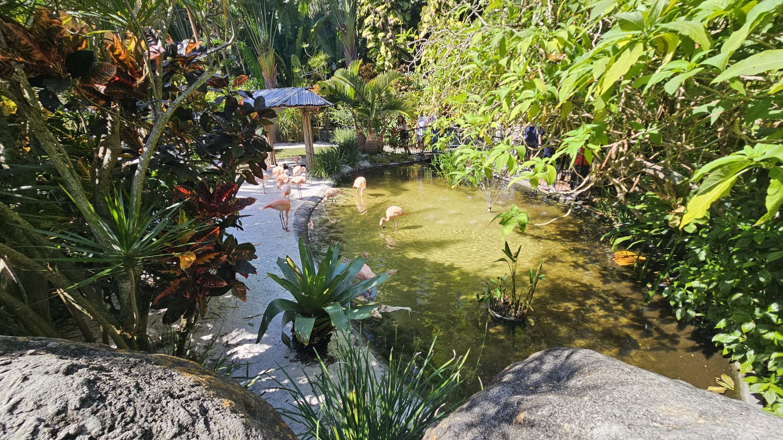 best spot to see flamingos st pete