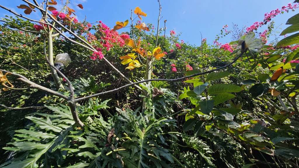 detailed flower shot sunken gardens st pete