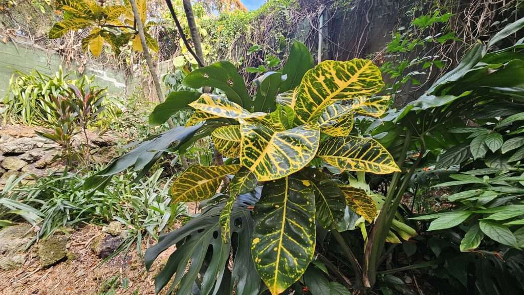 beautiful yellow and green plant in sunken gardens