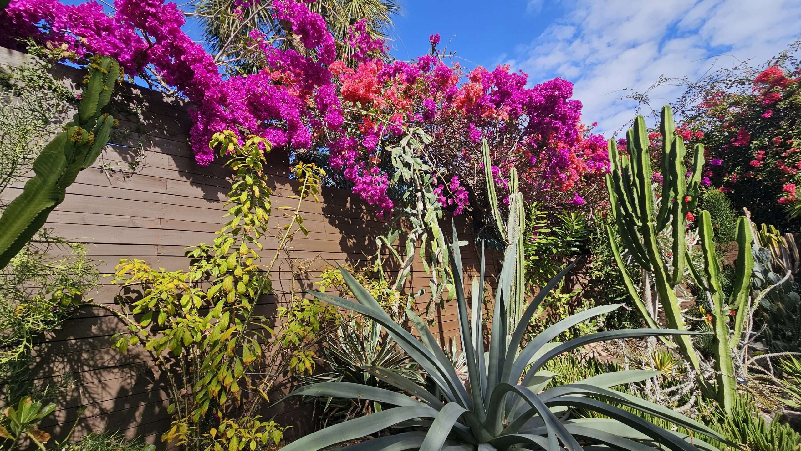 sunken gardens flowers and cactus