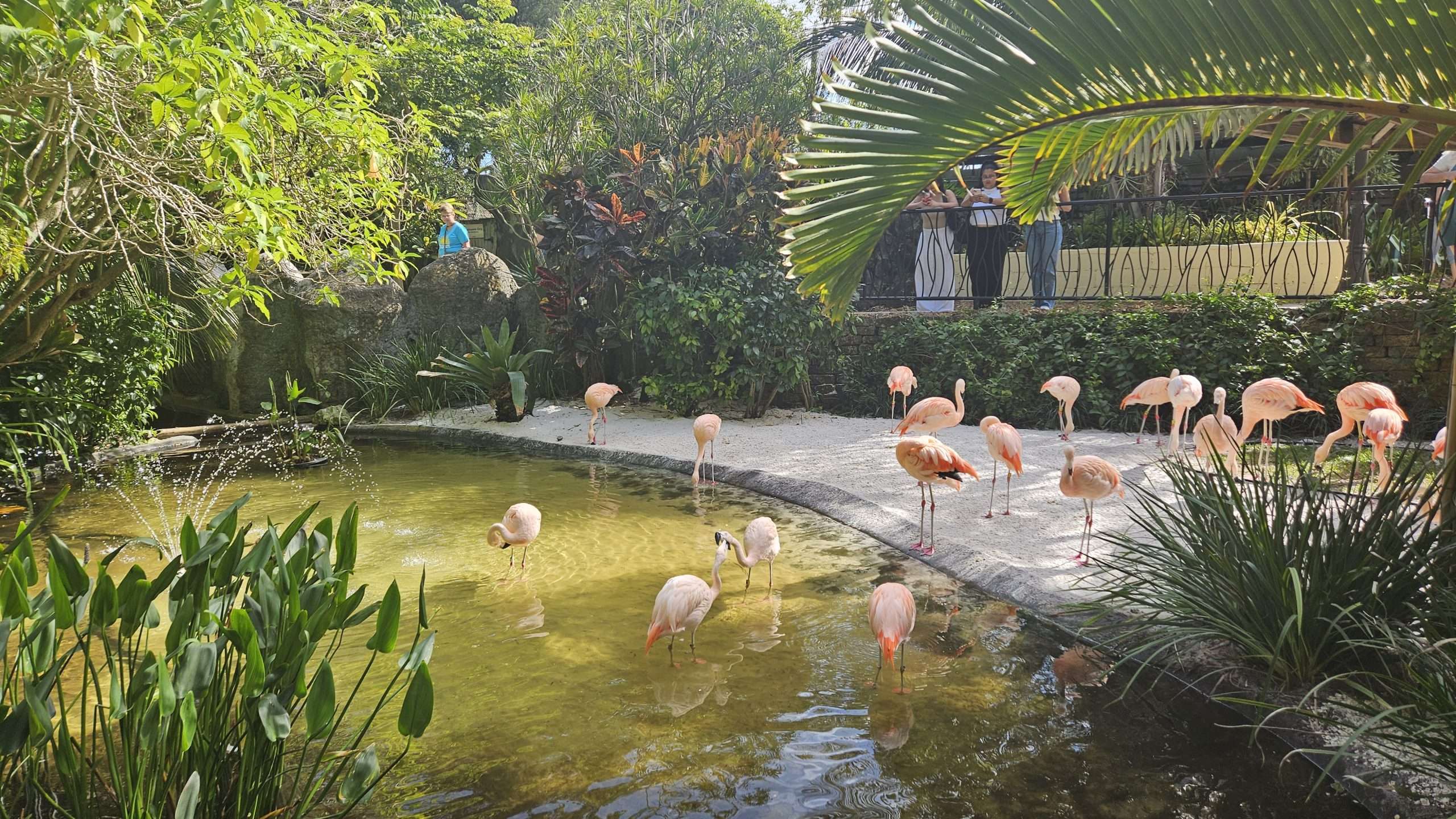 flamingo exhibit